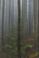 Mysterious Foggy Forest at Dusk
