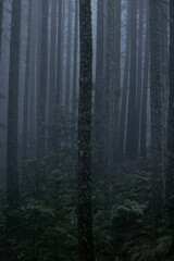 Mysterious Foggy Forest at Dusk
