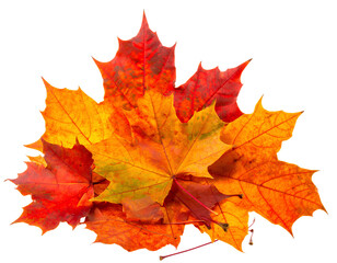 Fototapeta premium Colorful Pile of Autumn Leaves on White Surface, Seasonal Fall Decoration, Isolated on Transparent Background, PNG