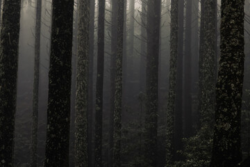 Mysterious Foggy Forest at Dusk
