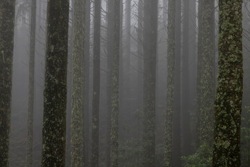Mysterious Foggy Forest at Dusk
