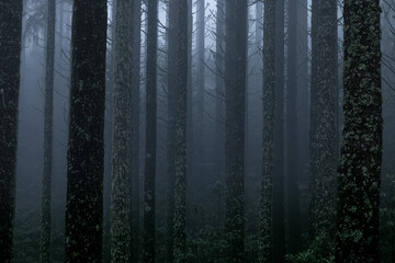 Mysterious Foggy Forest at Dusk
