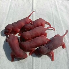 Close-up of newborn baby mice lying together on a white surface. Perfect for concepts of animal reproduction, biology, wildlife study, and pet breeding.