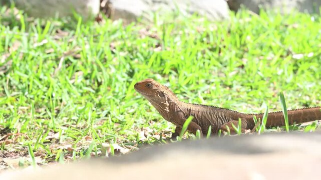 オーストラリアに棲息するヒガシアゴヒゲトカゲ