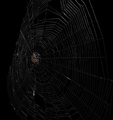 Dark brown with black stripes long legs female Araneus spider on its web spine and side angle close up view isolated on black