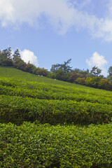 This is a green tea field in Boseong, Korea.