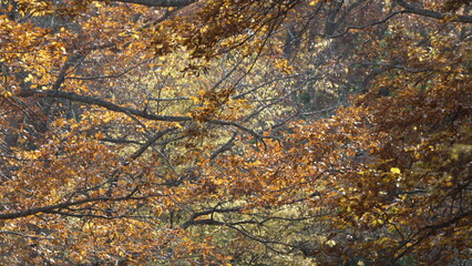 Fototapeta premium Leaves, Autumn, Forest - Close-up of colorful foliage in a forest during autumn.