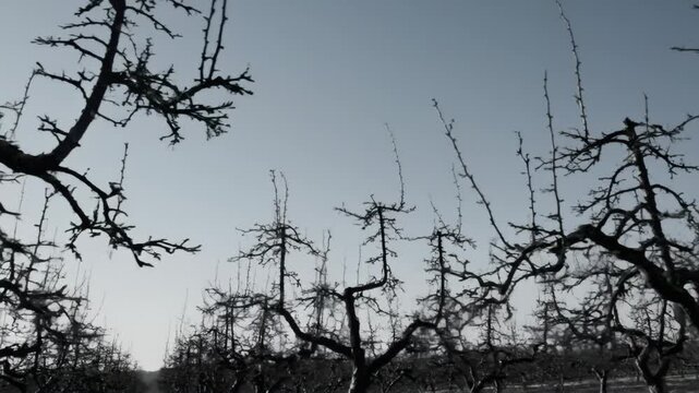Orchard Trees Without Leaves Under a Gray Sky