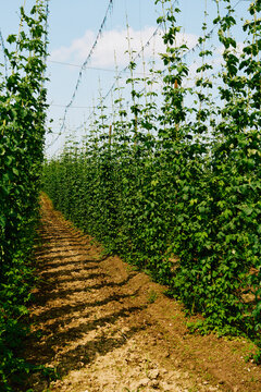 Vibrant green hops growing on bines on sunny farm, Bavaria, Germany
