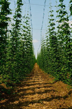 Dirt path between rows of green hops growing on bines on sunny summer farm
