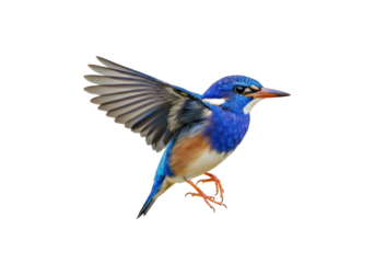 Isolated Azure Kingfisher bird in flight, with blue and brown plumage spreading wings midair