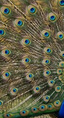 Obraz premium Detailed Peacock Feather Pattern with Vibrant Eye Spots.