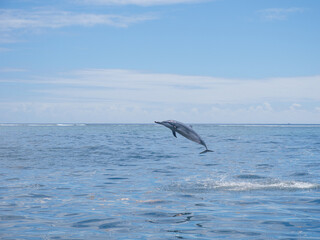 Wild spinner dolphin (Stenella longirostris) jumping, rotating and twisting above the water, Moorea, Society Islands, French Polynesia, South Pacificn Ocean