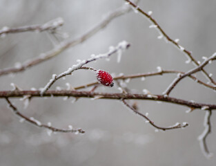 rose hips in frost in winter