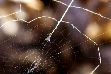 Macro photo of a delicate spider web with fine silk threads glistening in soft light. Showcasing the intricate of a web structure. Symbolizing fragility and nature’s design. Selective focus.