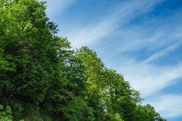 Obraz premium Lush green forest trees under a bright blue sky with soft white clouds. Capturing the calm beauty of nature. Fresh summer foliage and the peaceful harmony between earth and sky on a sunny day.