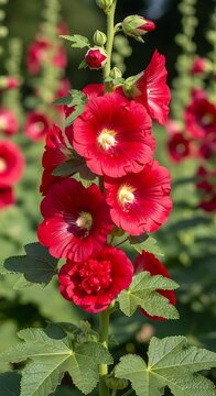 Vibrant Red Hollyhocks Blooming in a Sunny Garden.