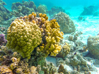Colorful coral formations in the coral garden of the island of Moorea, Society Islands, French Polynesia, South Pacific Ocean