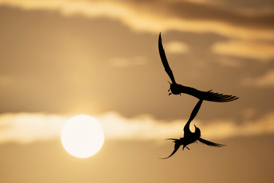 Arctic Terns fight in setting sun, Westray, Orkney Islands, Scotland