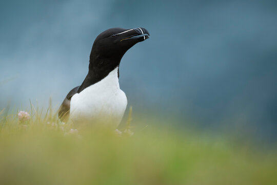 Razorbill (Alca torda), Birsay, Orkney Islands, Scotland