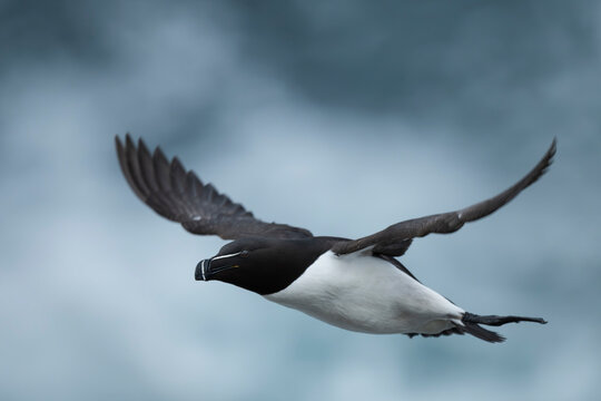 Razorbill (Alca torda) in flight, Birsay, Orkney Islands, Scotland