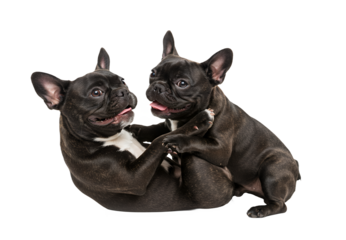 French bulldogs wrestling playfully, smiling faces, mockup style, transparent background