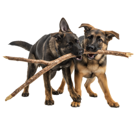 Two German shepherd puppies running and biting a stick together, transparent