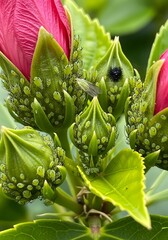 Hibiscus flower buds with vibrant pink petals and textured green sepals.