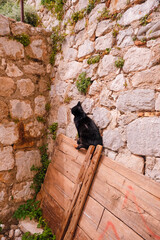Close-Up of Cat Sitting on Wooden Board at Building Corner in Dubrovnik, Croatia