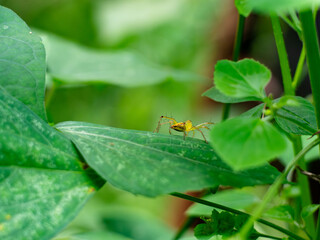 Striped Lynx Spider on Green Leaf – Macro Nature Close-up
