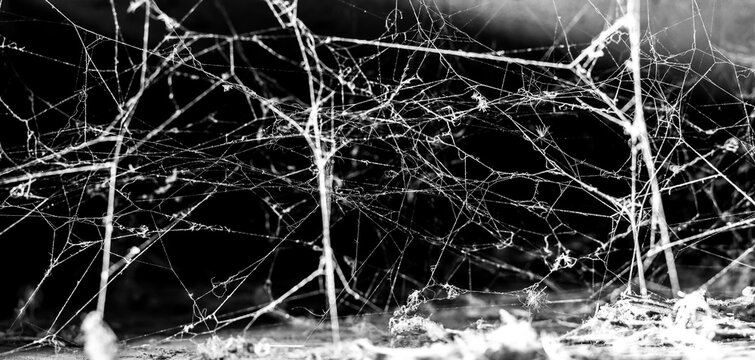 spider web on a dark background