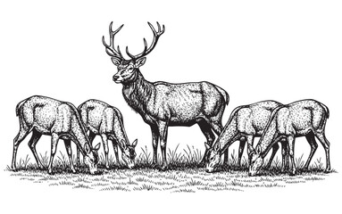 Stag and does grazing in grass deer fawn on grass woodcut engraving vector style illustration