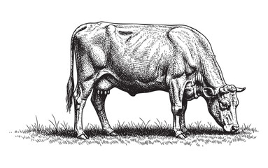 Dairy Cow Grazing in the Grass or Meadow