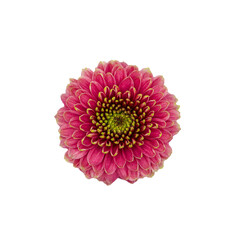 Small delicate bright flower ,isolate, top view