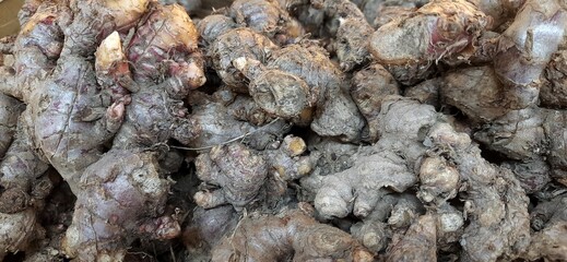 Close Up of Fresh Raw Red Ginger Roots Rhizomes Plant. Indonesian Jahe Merah Harvested for Cooking and Herbal Drink