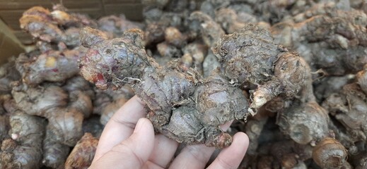 Close Up of Fresh Raw Red Ginger Roots Rhizomes Plant. Indonesian Jahe Merah Harvested for Cooking and Herbal Drink