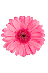 Beautiful Bright Pink Gerbera Isolate Top View