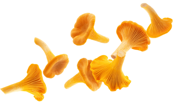 realistic photograph capturing seven golden chanterelle mushrooms in dynamic free fall, highlighting their unique shape and ribbed texture, isolated cleanly on black.