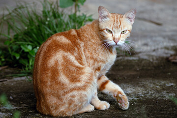 Orange tabby cat turns with narrowed eyes and suspicious look, giving a cunning natural expression.