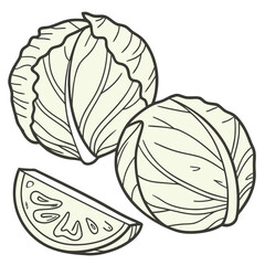 Fototapeta premium Two whole cabbages and one slice vector illustration 1