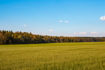 Obraz premium A sun-drenched field of tiny white blooms stretches towards a vibrant forest line under a clear, expansive blue sky. This serene summer landscape evokes tranquility and natural beauty