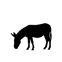 Obraz premium Silhouette of a donkey grazing in a field, isolated on white.