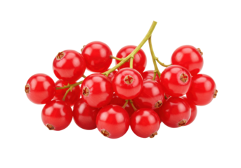 Isolated bunch of vibrant redcurrant berries for fresh summer fruit ideas and food designs