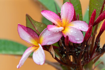 Gros plan sur les fleurs couvertes de rosée d'un frangipanier rouge