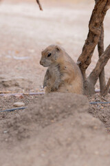 Close-up of a cute prairie dog sitting on dry grass in an open field under natural light. Great for themes of wildlife conservation, nature, and animal photography.