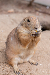 A curious prairie dog standing upright on its hind legs, alert and watching its surroundings in a sunny grassland. Perfect for wildlife, nature, and animal behavior concepts.