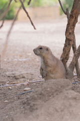 A wild prairie dog peeking out from its burrow on a warm summer day. Ideal for illustrating North American wildlife, natural ecosystems, and animal curiosity.