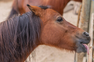Close-up portrait of a beautiful brown horse standing in a sunny paddock, selective focus highlighting the animal’s expressive eyes and glossy coat, rural countryside background, perfect for equestria