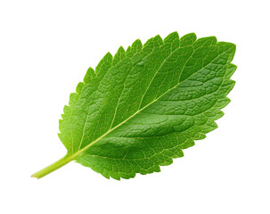 Obraz premium Close-up of a vibrant green leaf (8)