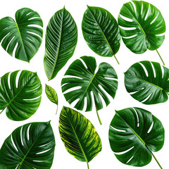 Lush, vibrant green tropical leaves arranged against a black backdrop